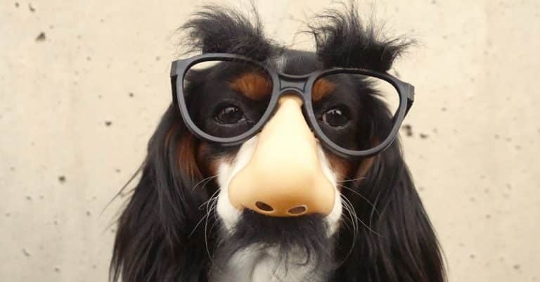 Solutions4therapists impostor syndrome